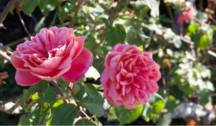 Le Gite Entre Val Et Rose Provins Buitenkant foto